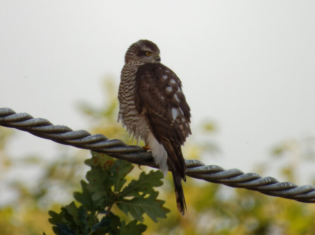 Sparrowhawk